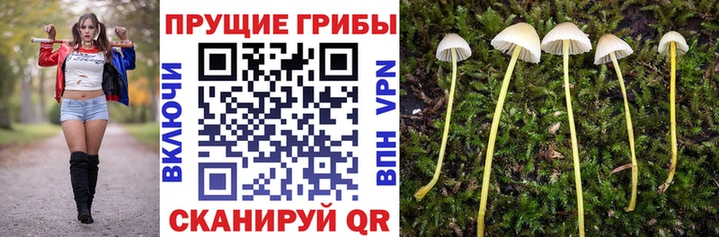 дарнет шоп  Кропоткин  ссылка на мегу tor  Галлюциногенные грибы Cubensis 